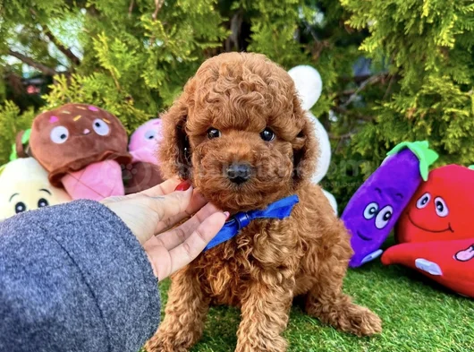 Irk Ve Sağlik Garanti̇li̇ Tcap Ve Toy Poodle Yavrulari