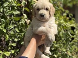 Macar koca kafa baby face golden
