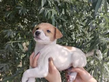 Harika Güzellikte Jack Russel Yavrular