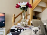 British Shorthair Bluepoint Dişi Erkek Yavrular