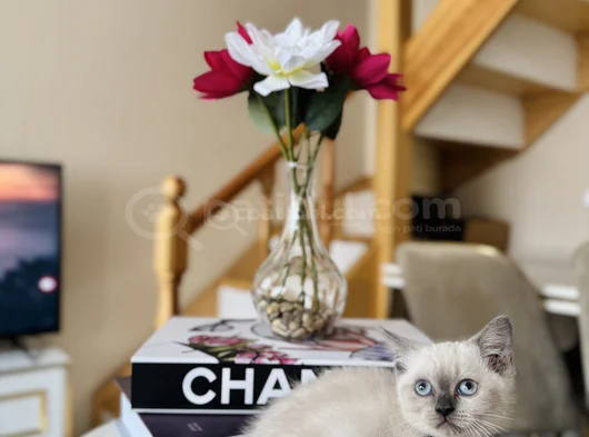 British Shorthair Bluepoint Dişi Erkek Yavrular görsel