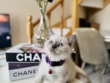 British Shorthair Bluepoint Dişi Erkek Yavrular