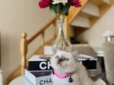British Shorthair Bluepoint Dişi Erkek Yavrular