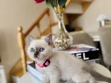 British shorthair bluepoint dişi erkek yavrular