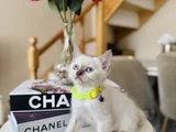 British Shorthair Bluepoint Dişi Erkek Yavrular