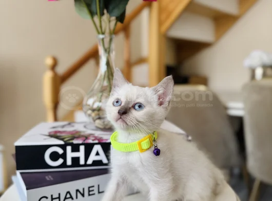 British Shorthair Bluepoint Dişi Erkek Yavrular görsel