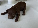 En iyisini isteyenlere dark kore podle