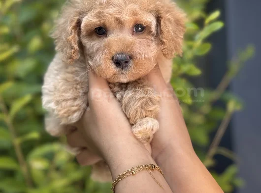 Baby Face Toy Poodle Yavrumuz görsel