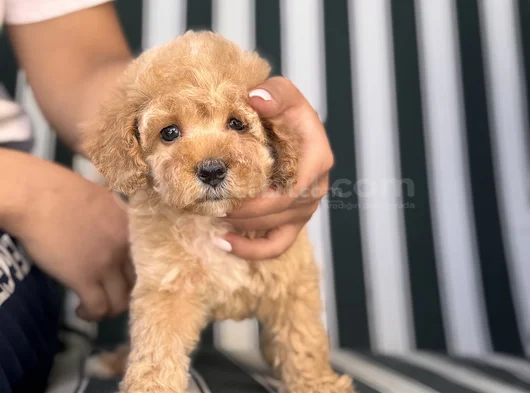 Baby Face Toy Poodle Yavrumuz görsel