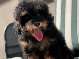 Nadir Renkteki Phantom Toy Poodle Yavrumuz