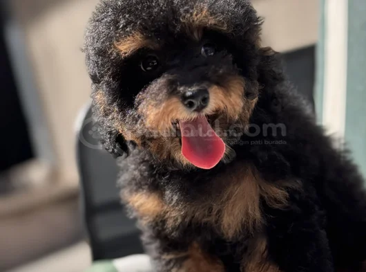 Nadir Renkteki Phantom Toy Poodle Yavrumuz görsel