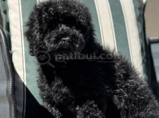 Wc Eğitimli Siyah Toy Poodle Yavrumuz görsel