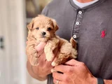 Maltipoo Yavrular Yeni Ailesini Bekliyor