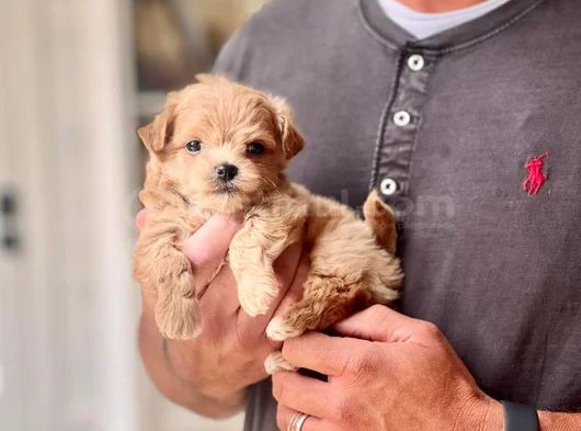 Maltipoo Yavrular Yeni Ailesini Bekliyor görsel