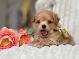 Maltipoo Yavrular Yeni Ailesini Bekliyor