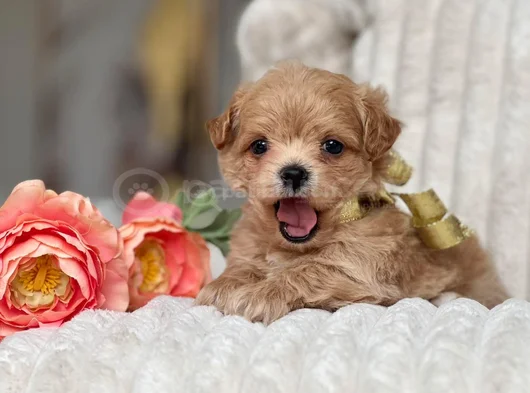 Maltipoo Yavrular Yeni Ailesini Bekliyor görsel