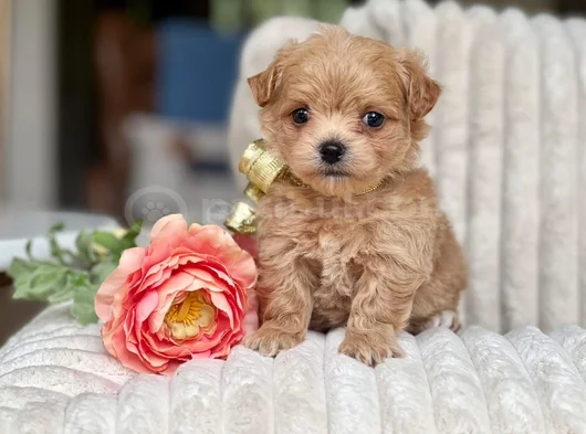 Maltipoo Yavrular Yeni Ailesini Bekliyor