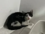 Sokaktan Kurtardığımız 2 Aylık Yavru Kedi