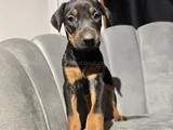 Eğitimli Doberman Bebekleri