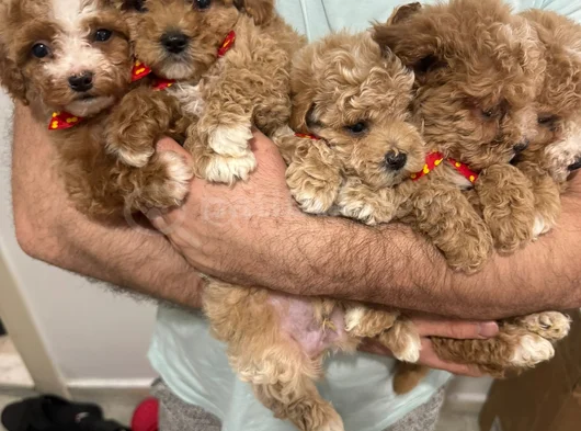 Irk Ve Sağlik Garanti̇li̇ Malti̇polar görsel