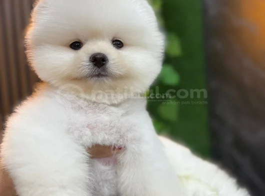 Irk ve sağlık garantili pomeranian boo bebekleri