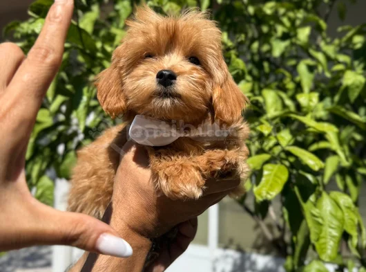 Aşılı Maltipoo Yavrularımız Da Kampanya