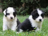 Dişi Erkek Border Collie Yavruları