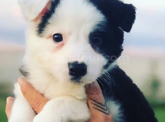 Dişi Erkek Border Collie Yavruları görsel