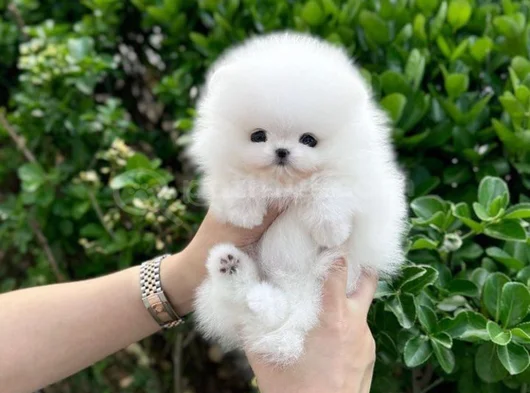 Dişi Erkek Pomeranian Teddy Bear Boo Yavrularımız görsel