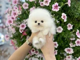 Dişi Erkek Pomeranian Teddy Bear Boo Yavrularımız
