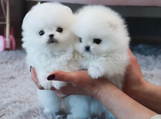 Dişi Erkek Pomeranian Teddy Bear Boo Yavrularımız görsel