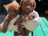 Ruhsatlı işletmeden XS MİNİ KORE RED TOYPODDLE BEBEKLER