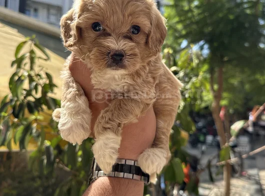Sağlık Irk Garantili Bebekler görsel