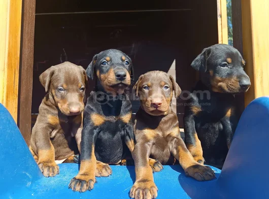 Irkının En Güzeli Doberman Yavrular görsel