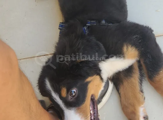 3 Aylik Bernese Mountai̇n Dog Orji̇nal Tuvalet Eği̇ti̇mli̇ görsel