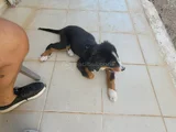 3 AYLIK BERNESE MOUNTAİN DOG ORJİNAL TUVALET EĞİTİMLİ