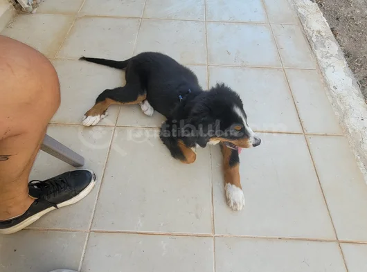 3 Aylik Bernese Mountai̇n Dog Orji̇nal Tuvalet Eği̇ti̇mli̇