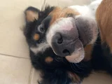3 Aylik Bernese Mountai̇n Dog Orji̇nal Tuvalet Eği̇ti̇mli̇