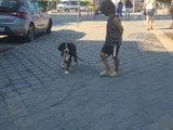 3 Aylik Bernese Mountai̇n Dog Orji̇nal Tuvalet Eği̇ti̇mli̇