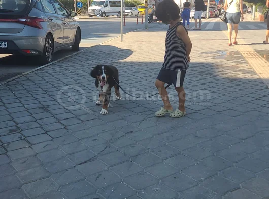 3 Aylik Bernese Mountai̇n Dog Orji̇nal Tuvalet Eği̇ti̇mli̇ görsel