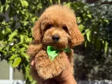 Şirin Maltipoo yavruları ırk ve sağlık garantili
