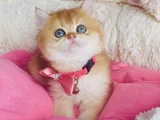 Scr Li Anne Babadan Golden Ny12 Brıtısh Shorthair Yavrularım