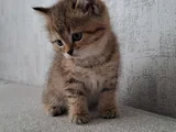 Tatli Yavrumuz Uyguna Verilecektir