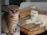 Tatli Yavrumuz Uyguna Verilecektir