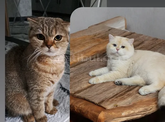 Tatli Yavrumuz Uyguna Verilecektir görsel