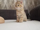 Tatli Yavrumuz Uyguna Verilecektir