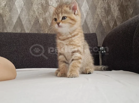 Tatli Yavrumuz Uyguna Verilecektir görsel