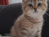 Tatli Yavrumuz Uyguna Verilecektir