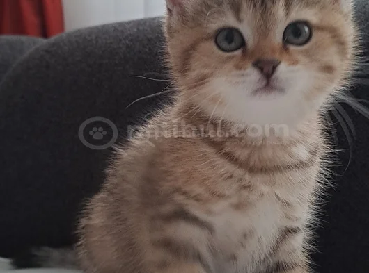 Tatli Yavrumuz Uyguna Verilecektir görsel