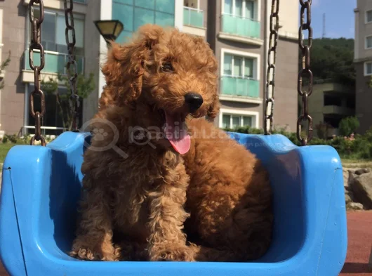 Tcap Ve Toy Poodle Irk Ve Sağlık Garantili Tlf Bakım Hizmeti görsel
